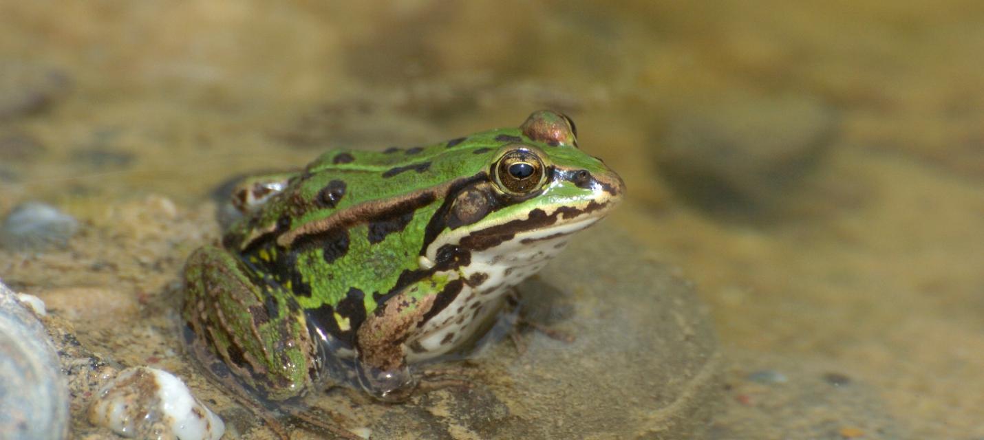 Kleiner Wasserfrosch