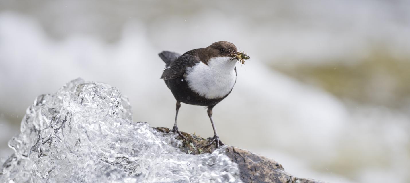 Wasseramsel