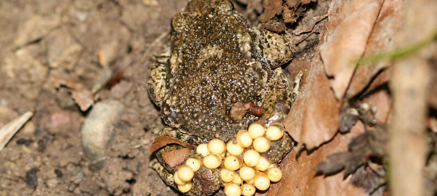 Geburtshelferkröte - Glögglifrosch